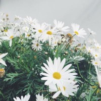 曝光！百鹿貴金屬不正規(guī)！老師指導(dǎo)操作虧損慘重怎么辦？