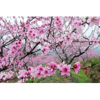 震驚！YOLTDEX是正規(guī)的嗎？李云雷帶單操作虧損怎么追回