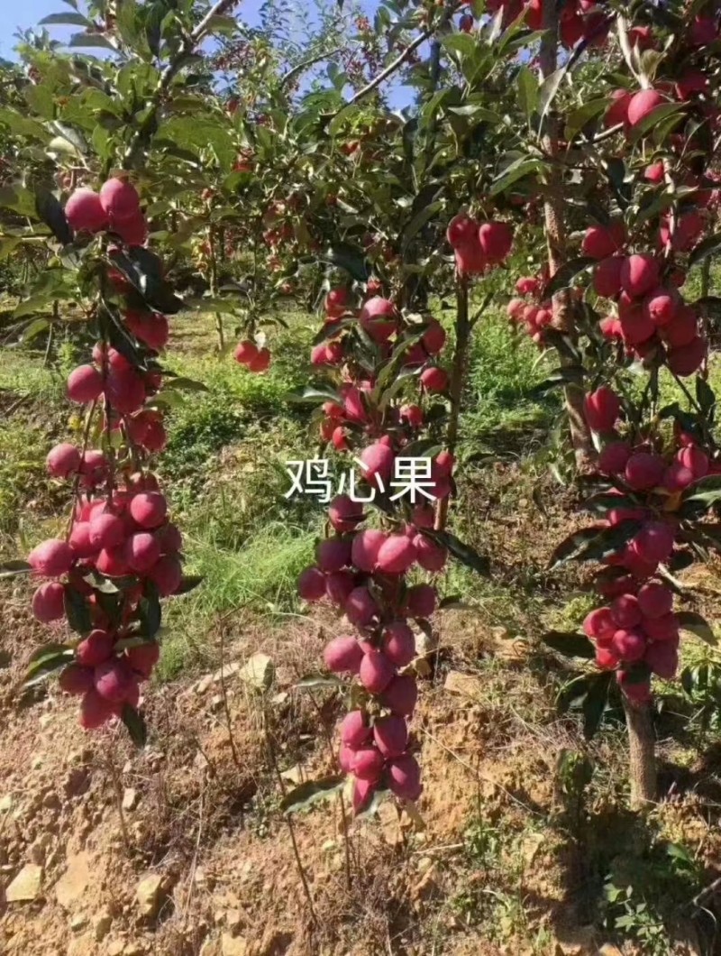 雞心果高產(chǎn)