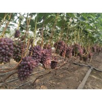 吉林著色香葡萄苗批發(fā)優(yōu)質(zhì)茉莉香葡萄苗廠家直銷