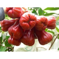 深圳進口泰國榴蓮報關(guān)公司泰國水果清關(guān)