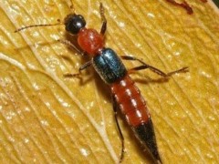 隱翅蟲(chóng)俗稱“硫酸螞蟻”到底是什么生物？它真的能讓人毀容嗎？