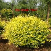 2米金葉榆球價(jià)格1.2米金葉榆球  冠幅150cm金葉榆球