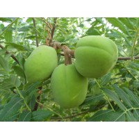 供應(yīng)林昱宏文冠果